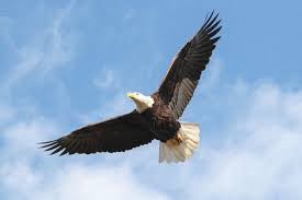 Eagle is a common name for many large birds of prey of the family accipitridae; The Bald Eagle Is A Majestic Bird Pontotoc Progress Djournal Com