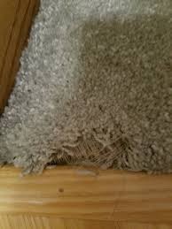 chewing ripping up carpet golden