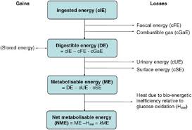 Proteins, polysaccharides (carbohydrates) and fats. Physiological Aspects Of Energy Metabolism And Gastrointestinal Effects Of Carbohydrates European Journal Of Clinical Nutrition