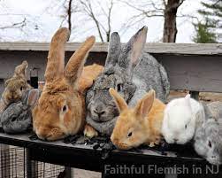 Rabbits for Sale in NJ - New Jersey Rabbit Breeders - Rabbits for Sale