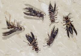 However, you can keep them away by making sure you cover your trash bins and maintain a clean and tidy backyard. Dead Wasps In Winter Purdue Extension