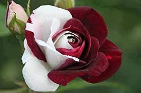 100 semi di rosa rossi Fiore di Rosa Nera con Bordo Rosso Fiori Rosa Rara  Seeds.For Giardino Bonsai Planting : Amazon.it: Giardino e giardinaggio