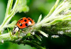 using ladybugs for aphids planet natural