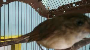 Burung flamboyan jantan bisa merekam suara burung flamboyan gacor atau bisa menirukan suara burung dengan kualitas terbaik. Flamboyan Si Guru Vokal Handal Youtube