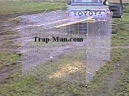 ladder trap for multi catching crow