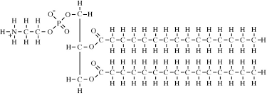 Image result for phospholipid