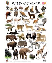 Pin By Jessa Lowell On Animal Habitats Animals Name In