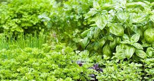 Tips For Growing An Edible Herb Garden