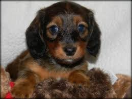 This little pooch does not need much to be happy: Dachshund For Sale Florida Page 5