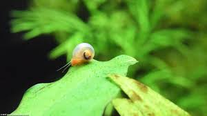 I have assassin snails in the main tank in order to get rid of my pond snails and mts. Ramshorn Snail Care Size Food Reproduction Lifespan Video