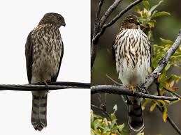 To belly crawl up to 4 feet. Wing Tips Sharp Shinned And Cooper S Hawks