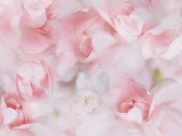 sweet pastel flowers background photo