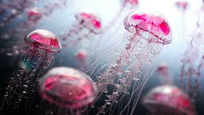 pink jellyfish 1080p 2k 4k 5k hd