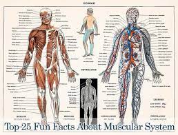 Chapler 6 the muscular system microscopic anatomy of skeletal muscle. Top 25 Best Muscular System Facts Fun Facts About Muscles