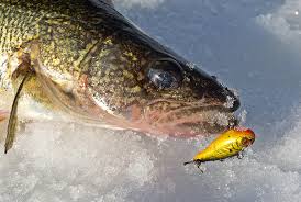 Icing Walleye On A New Lake Ontario