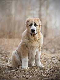 The central asian shepherd dog is a large and powerfully built dog. Alabai Dog Breed Central Asian Shepherd Dog Breeds Russian Dog Breeds Alabai Dog