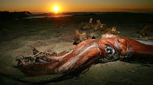 what is the largest squid in the world