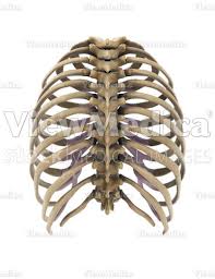 Head of rib articulates with vertebra ribs move as a unit to accommodate breathing intercostal spaces = (spaces between ribs) • • •. Viewmedica Stock Art Rib Cage And Thoracic Vertebrae Posterior View