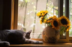 Most succulents are not poisonous to cats, but some can cause mild irritation. Beautiful Flowers That Won T Kill Your Cat By Camille Haviland Medium