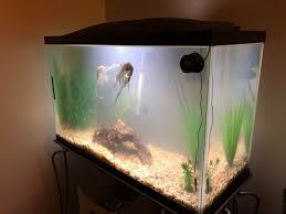 Cloudy Fish Tank How To Distinguish