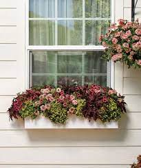 winter window box plants