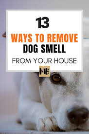 13 ways to remove the dog smell from