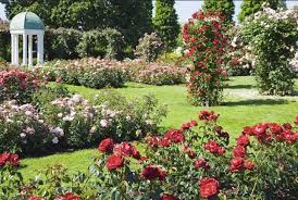 White House Rose Garden Us Rose