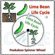 Lima Bean Life Cycle Worksheets Teaching Resources Tpt
