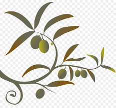 Make a coloring book with popeye olive oil for one click. Olive Tree Drawing