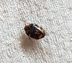 varied carpet beetle pest control canada