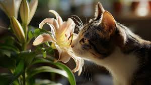 lily toxicity in cats what you need to