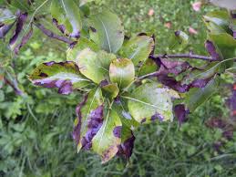pear tree insect problems and disease