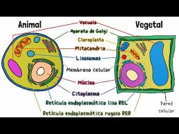 célula y vegetal you