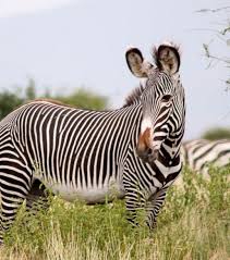 Zebra's live in south africa and they normally roam from place to place but they are more likely to be found on a savannah tipe of land so rough weeds and no, jaguars and zebras do not naturally live anywhere near one another. Grevy S Zebra African Wildlife Foundation