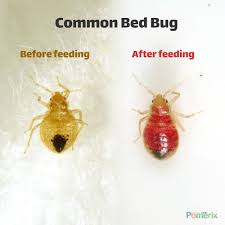 pest identification services bed bug