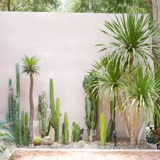 Small Cactus Garden Backyard