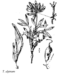 Sp. Ranunculus pospichalii - florae.it