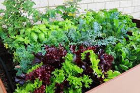 Own Vegetables With A Raised Garden Bed