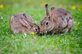 Draußen können kaninchen ihre triebe und bedürfnisse voll ausleben und ein artgerechtes und schönes leben verbringen. Kaninchen Aus Dem Garten Vertreiben Nachgeharkt