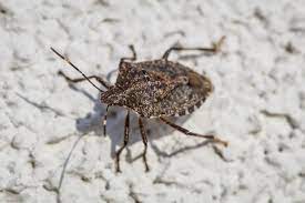 what attracts stink bugs to your home