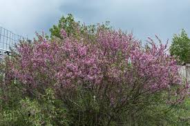 A 20 to 30 foot tree with leaves that change vibrantly with the seasons. Zone 5 Flowering Shrubs Choosing Ornamental Shrubs For Zone 5 Climates