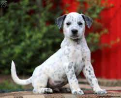 Roxanne used to live with a. Dalmatian Mix Puppies For Sale Greenfield Puppies