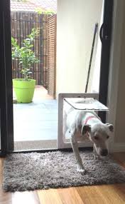 large dog door in glass sliding glass