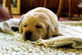 clean remove dog vomit from carpet