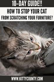 Don't use colored soap as it may stain your furniture. 10 Day Step By Step Guide To Stop Your Cats Scratching Your Furniture Cats Cat Scratching Furniture Cat Scratching