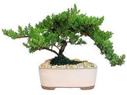 large anese juniper bonsai tree