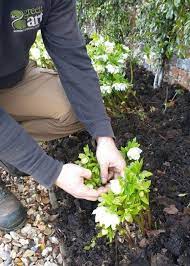 Spring Gardening Tips Greenart