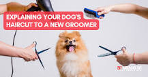 How to Explain Your Dog's New Haircut to a New Groomer | Sit ...