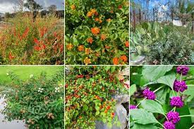 Top 15 Texas Shrubs For Your Yard