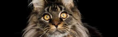 cat breeds types petfinder